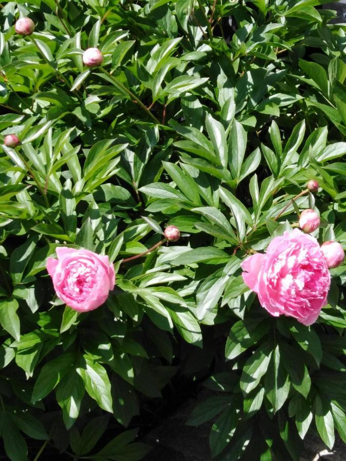 Ferienwohnung Mit Kleinem Garten Sonnenbuhl Luaran gambar