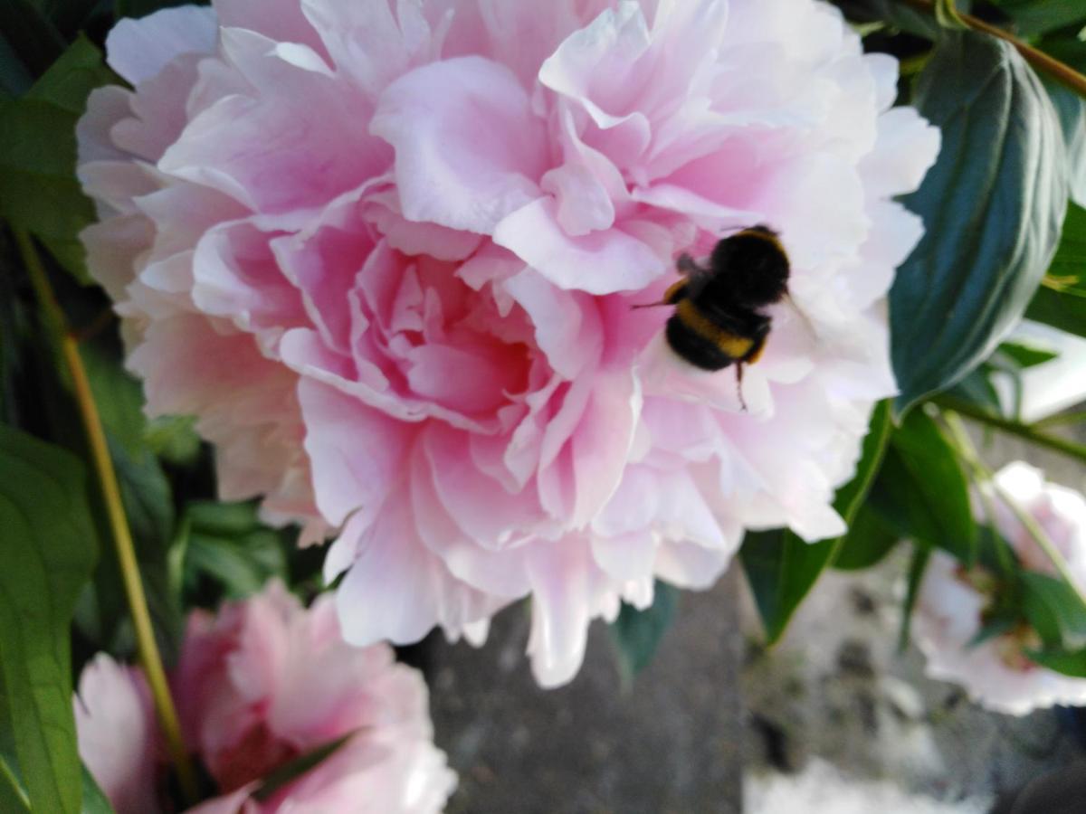 Ferienwohnung Mit Kleinem Garten Sonnenbuhl Luaran gambar