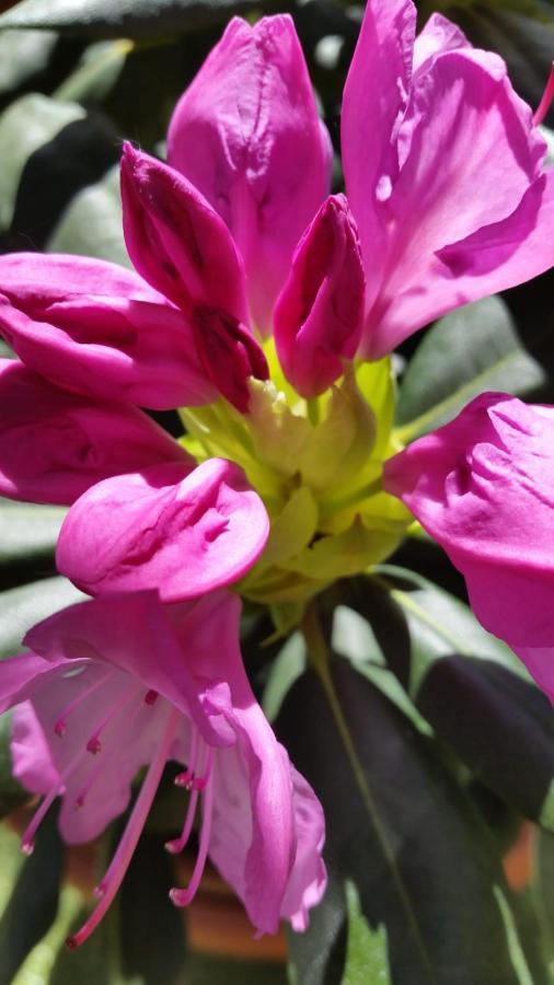 Ferienwohnung Mit Kleinem Garten Sonnenbuhl Luaran gambar